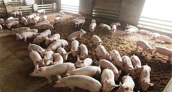 生物环保养猪技术原理