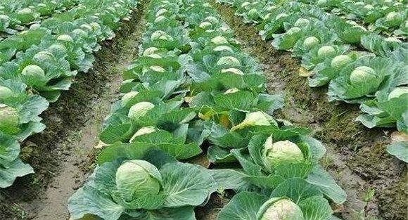 甘蓝肥水管理要求