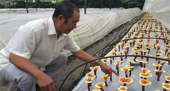 灵芝如何栽培管理 灵芝种植方法及步骤