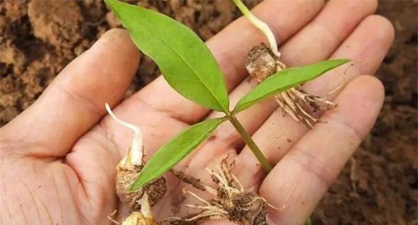 半夏的种植与管理技术要点