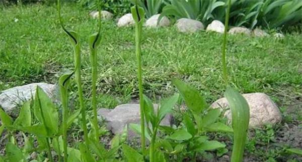 半夏种植技术要点