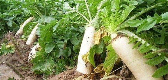 萝卜施肥时间与方法