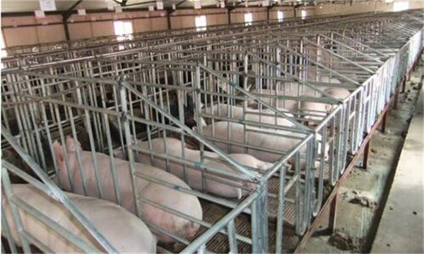 母猪饲养常见误区