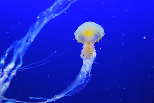 牛膝田间管理和病虫害防治