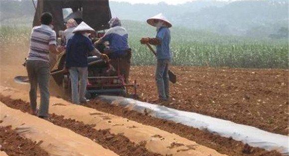 籽用南瓜种植时间