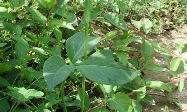 半夏的繁殖方法:球茎繁殖