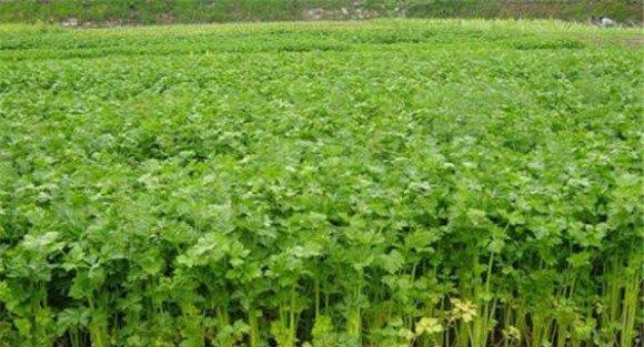 芹菜抽苔的原因是什么