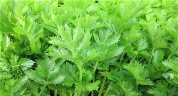 防止芹菜抽苔有什么好办法
