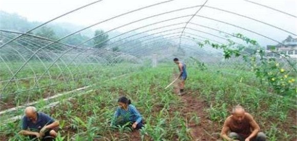 生姜栽培管理技术要点