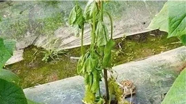 黄瓜死棵是什么原因