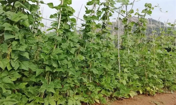 芸豆出现烂子和硬子的原因是什么