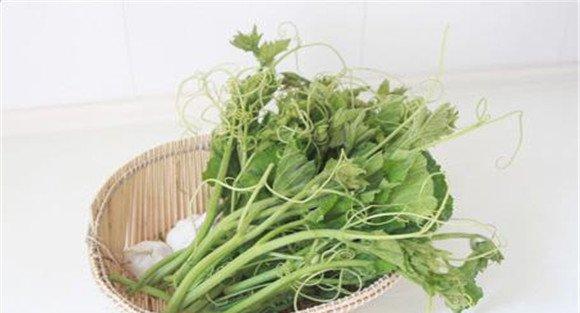 南瓜苗怎样种植才高产