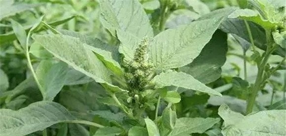 苋菜有哪几种类型