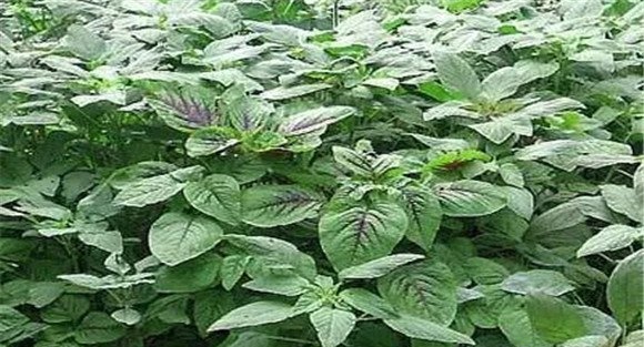 栽培苋菜的品种选择