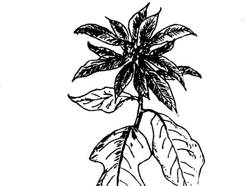 一品红的功效与作用