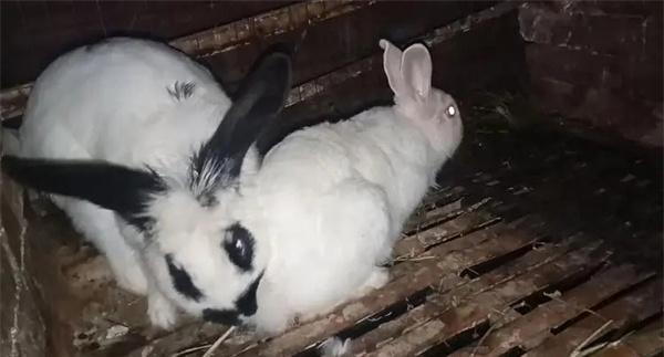 怎样给公兔去势