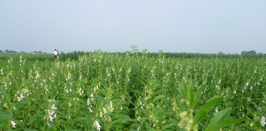 芝麻施肥技术