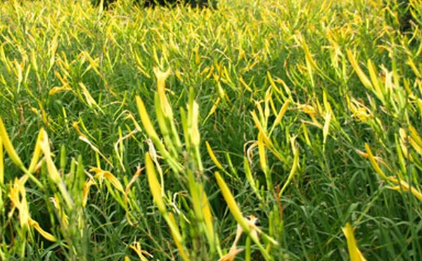 金针菜的种植方法技巧