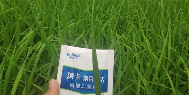 冲施肥哪个品牌好