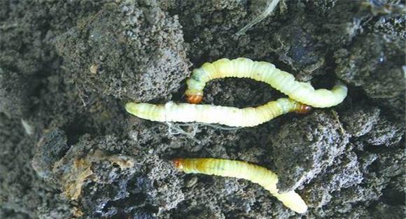 冬虫夏草种植技术与方法步骤