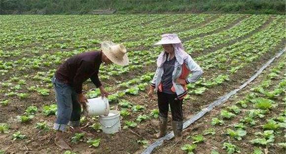 大白菜施肥技术