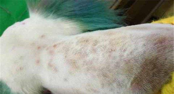 犬真菌性皮肤病的临床症状
