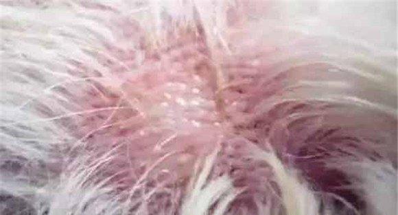 犬真菌性皮肤病如何治疗