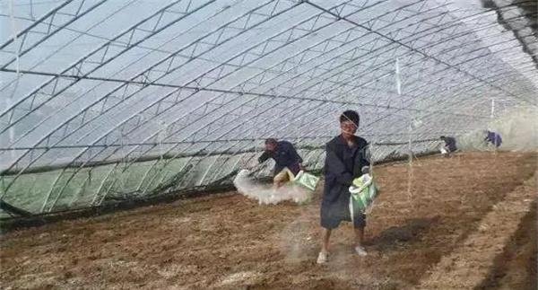 石灰氮消毒