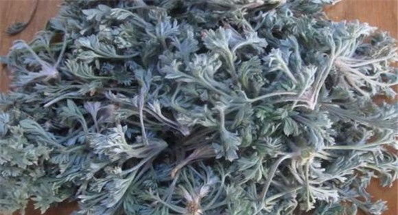 茵陈用法、用量与禁忌