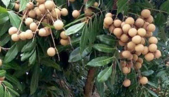 龙眼的产地