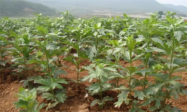 种植附子怎样进行田间管理