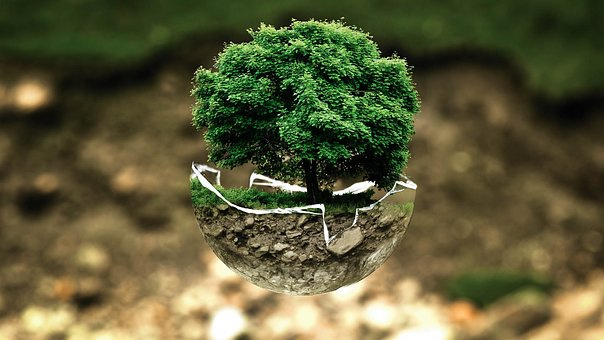 辣椒春季种植管理要注意哪三点
