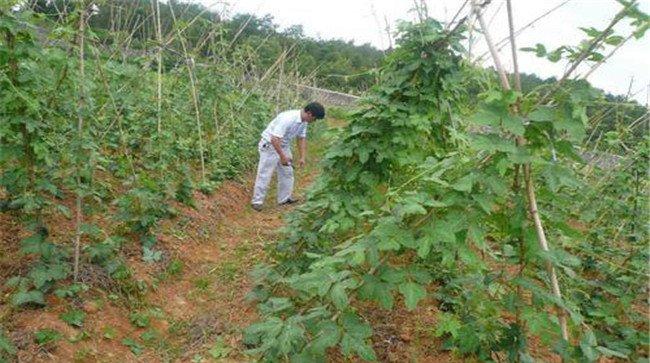 种植葛根如何管理