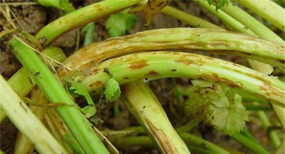 芹菜软腐病的发病条件