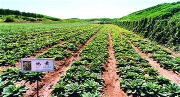 中药材种植管理方法
