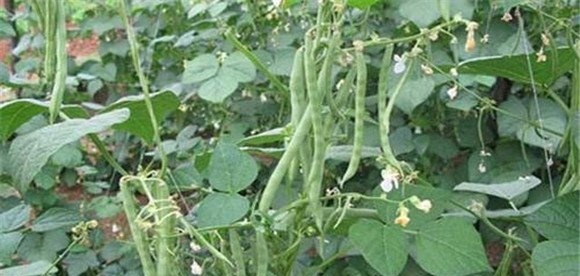 什么叫菜豆再生栽培