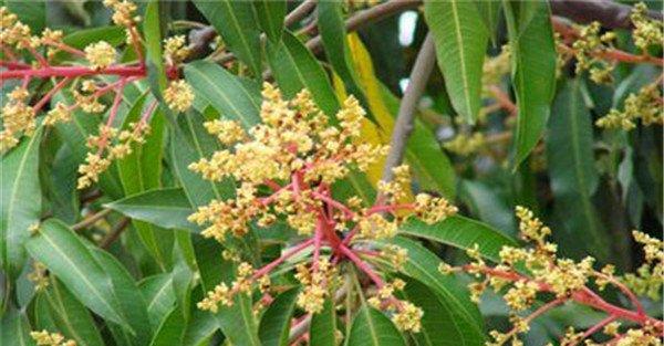 芒果施肥时间和方法简介