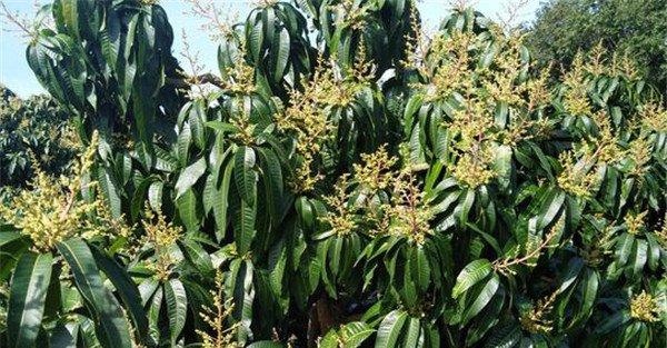 怎样给芒果施肥