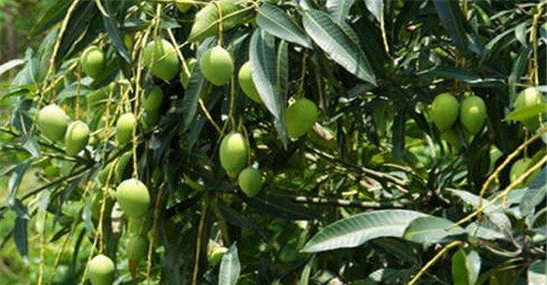 芒果壮果肥的施肥时间和方法