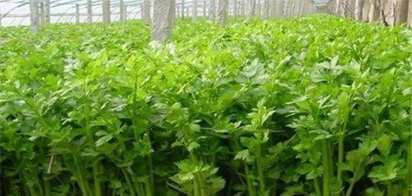 芹菜种植条件