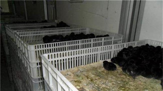 乌骨鸡孵化育雏方法