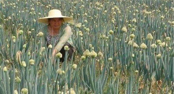 大葱采种技术，为你讲述大葱留种技术