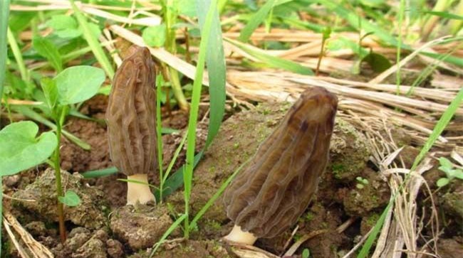 野生羊肚菌生长在什么地方