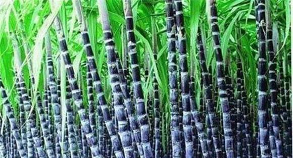 甘蔗的需肥规律