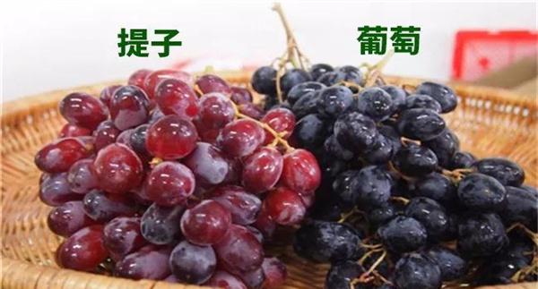 葡萄与提子有何区别