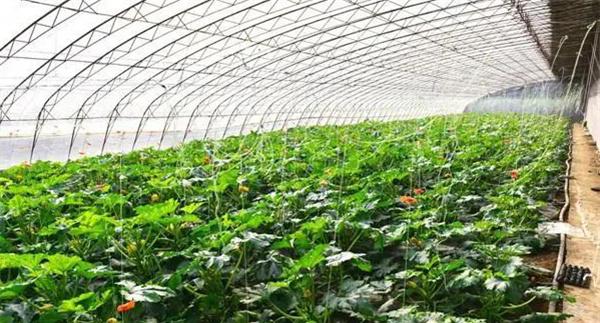 怎样搞好日光温室越冬西葫芦栽培