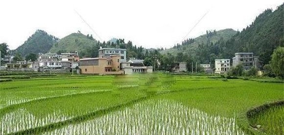 抢茬精播，稳过立苗关