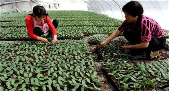 越冬西葫芦什么时候播种