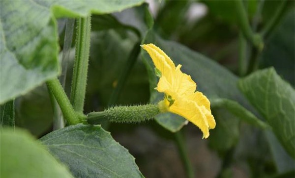 合理疏花
