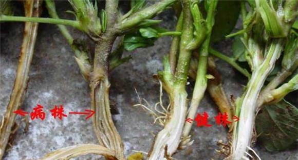 花生青枯病